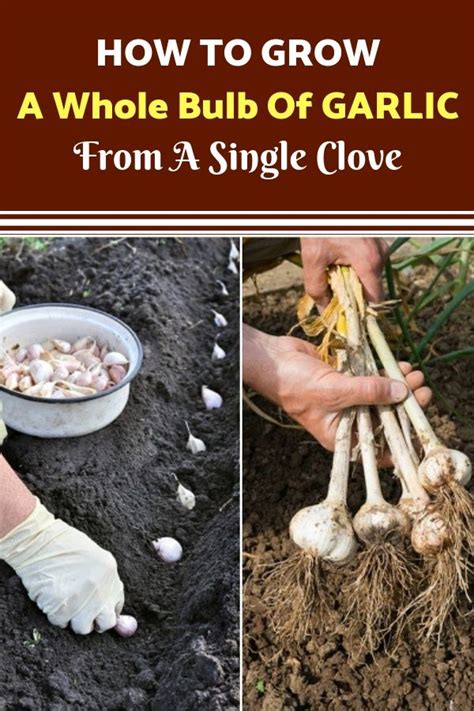 Step-by-Step Guide for Planting Garlic Cloves Perfectly